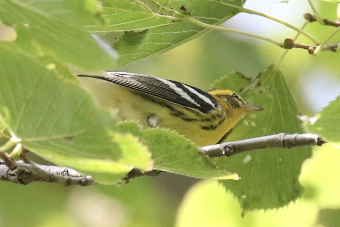 Blackburnian Warbler - ML623781251