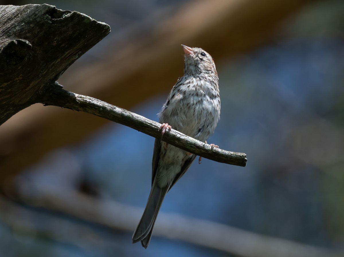 Field Sparrow - ML623781252