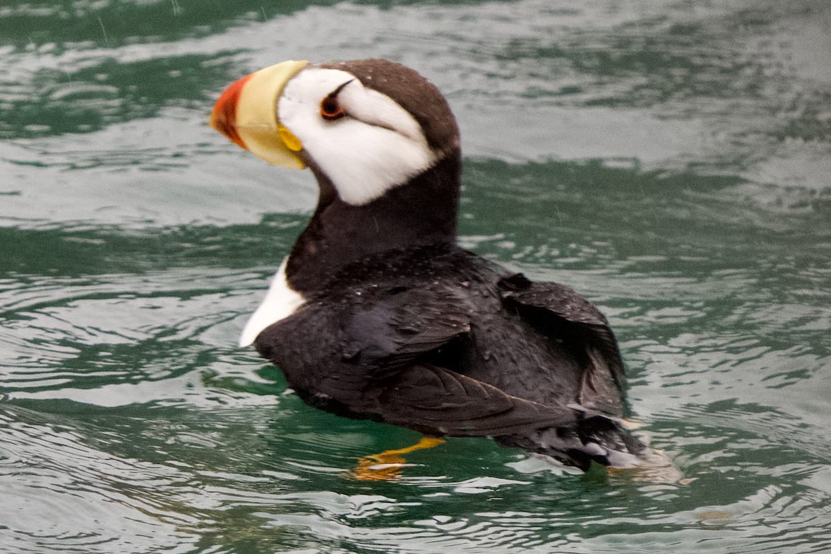 Horned Puffin - ML623781256