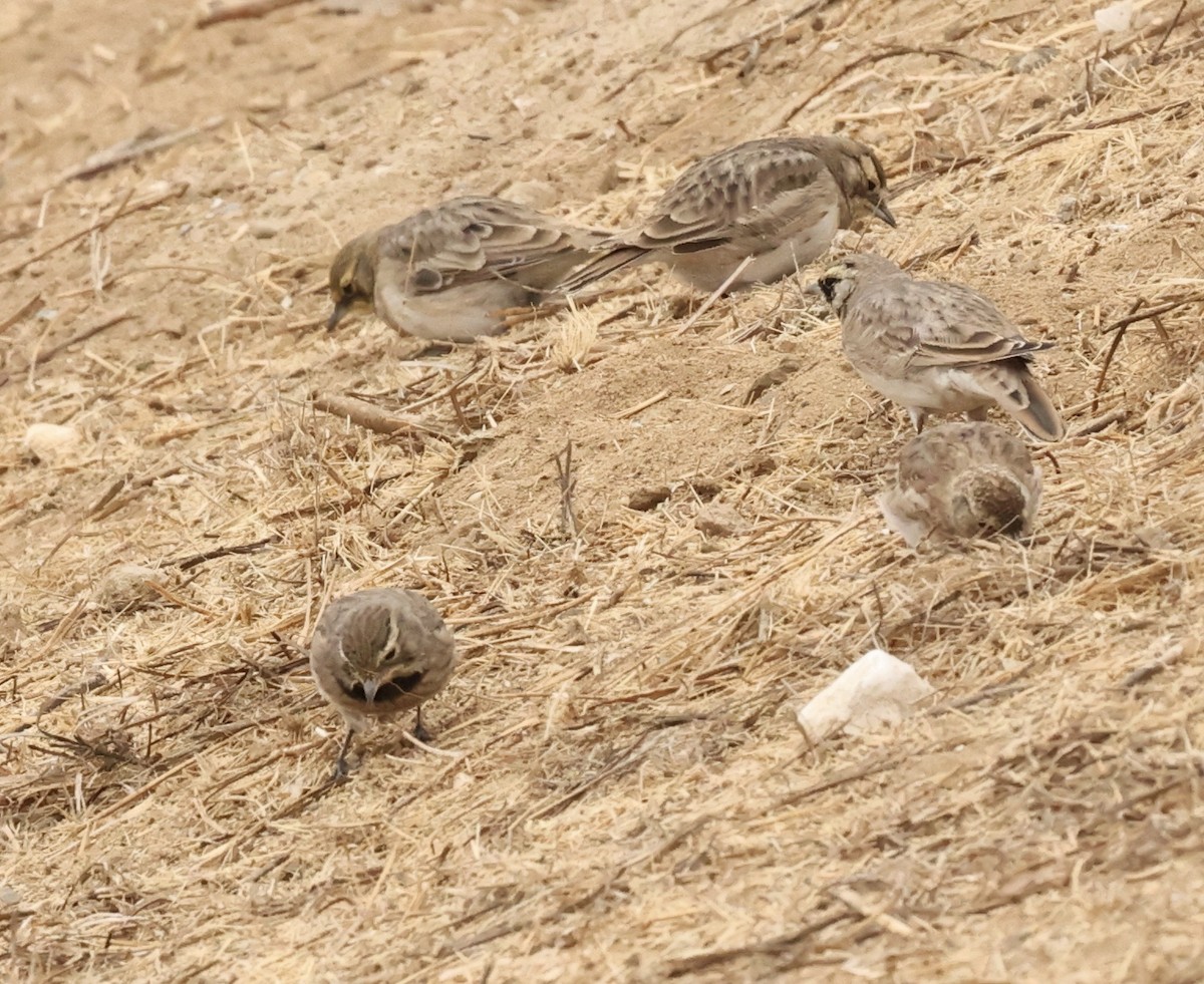 Horned Lark - Millie and Peter Thomas