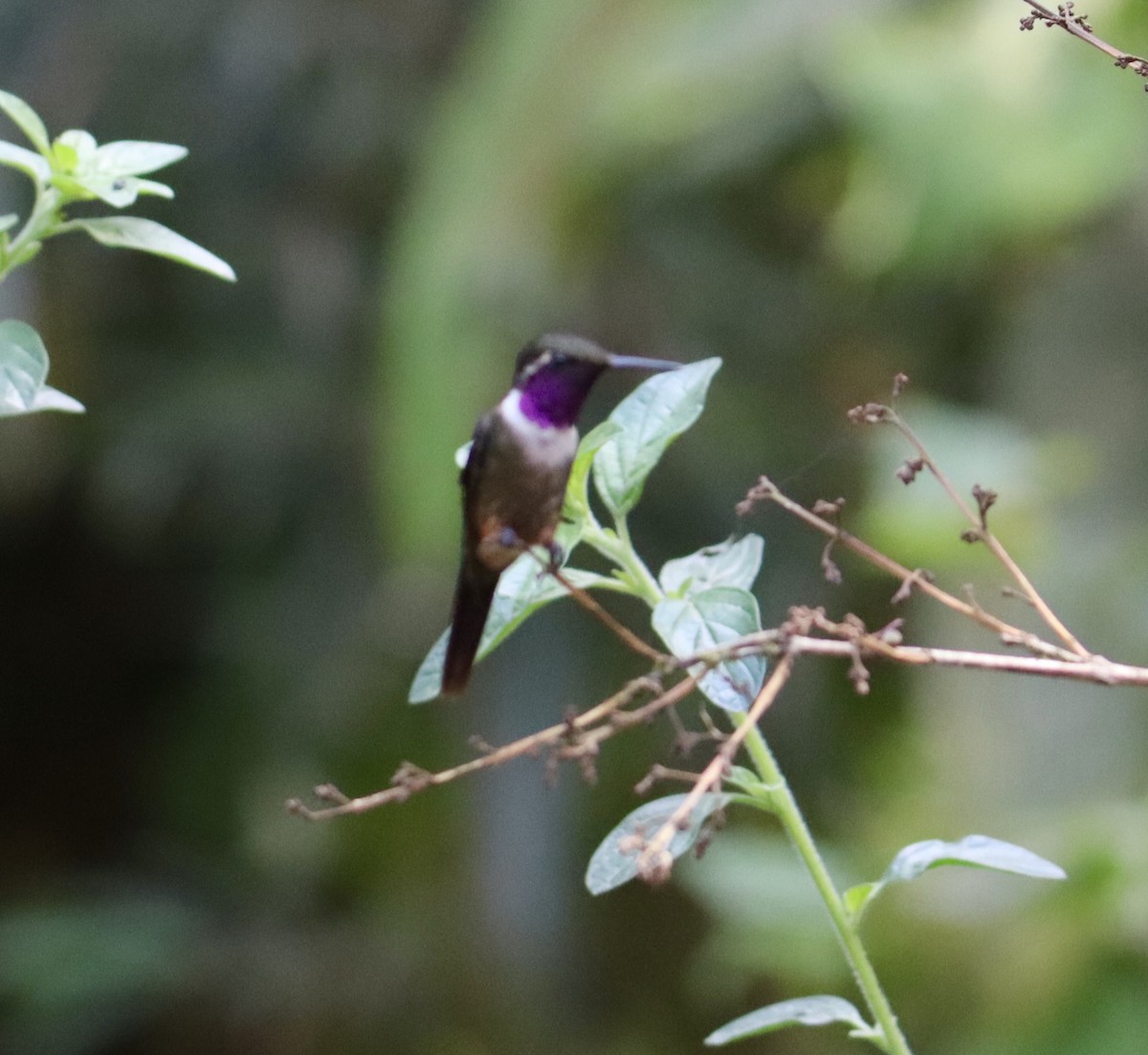 Colibrí de Mitchell - ML623781260