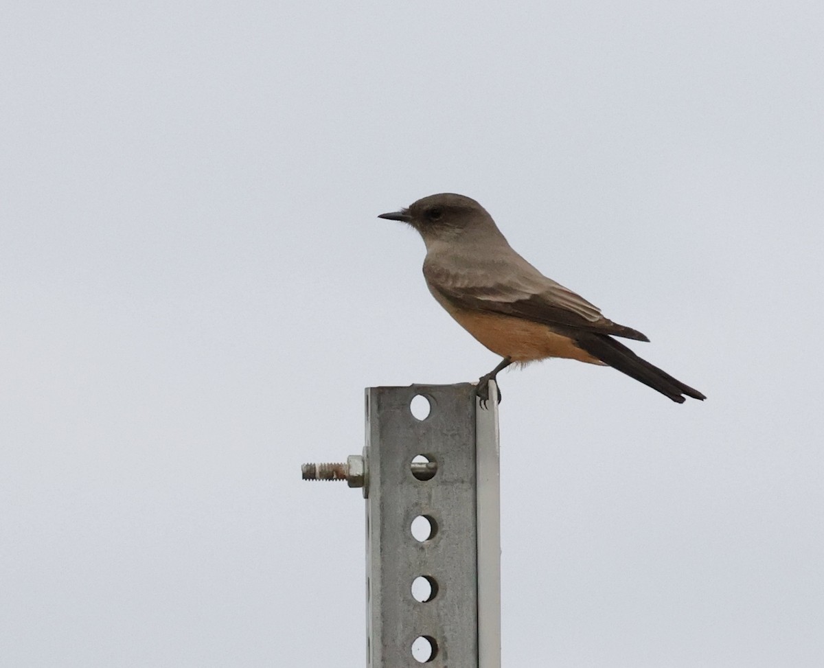 Say's Phoebe - ML623781266