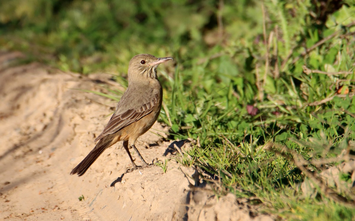 Great Shrike-Tyrant - ML623781299