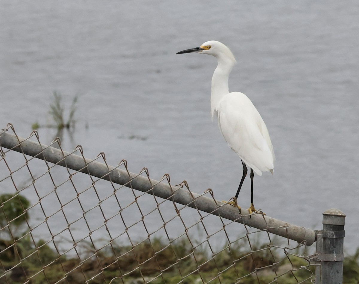 Snowy Egret - ML623781311