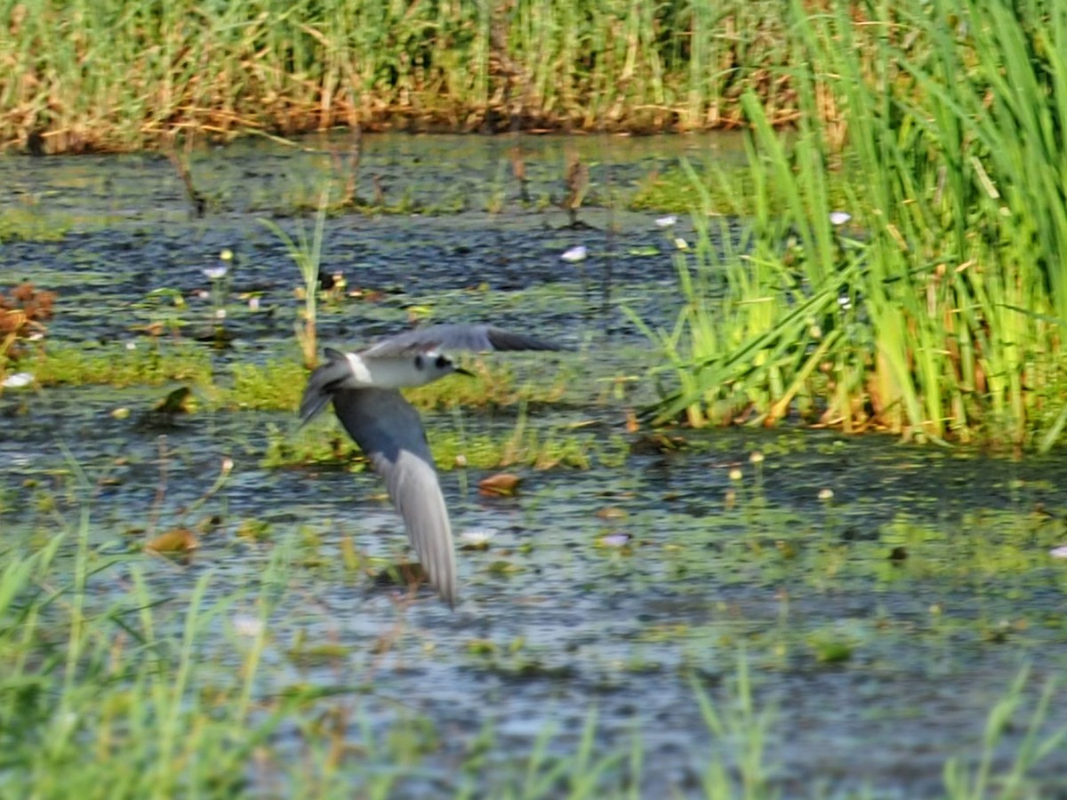 ハシグロクロハラアジサシ - ML623781328