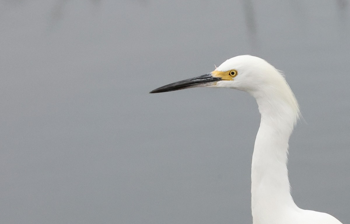 Snowy Egret - ML623781329