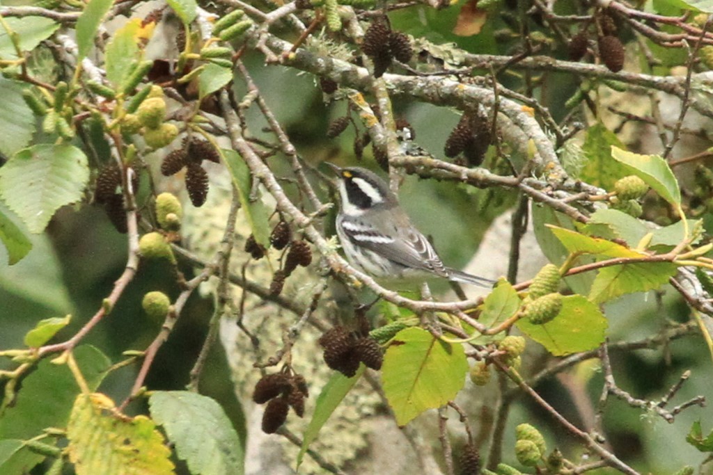 Black-throated Gray Warbler - ML623781332