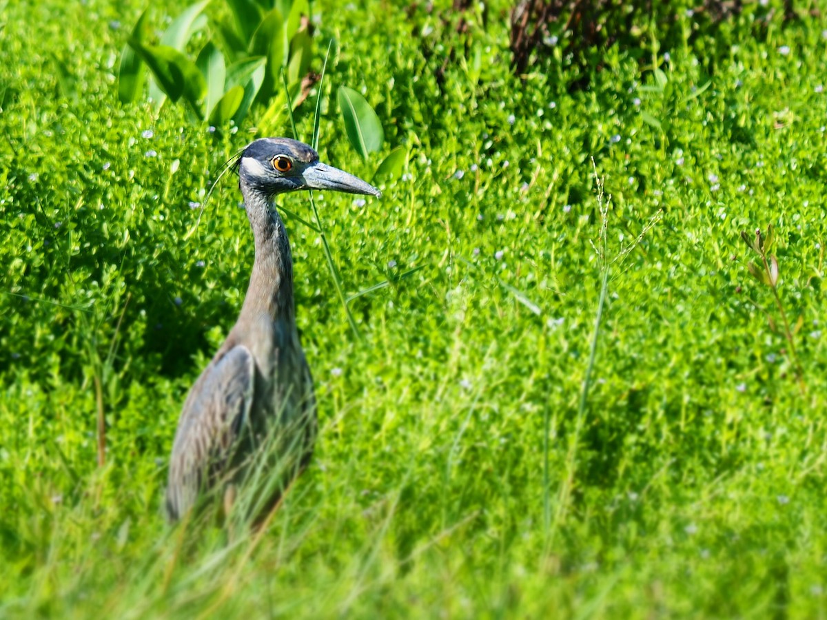 Yellow-crowned Night Heron - ML623781341