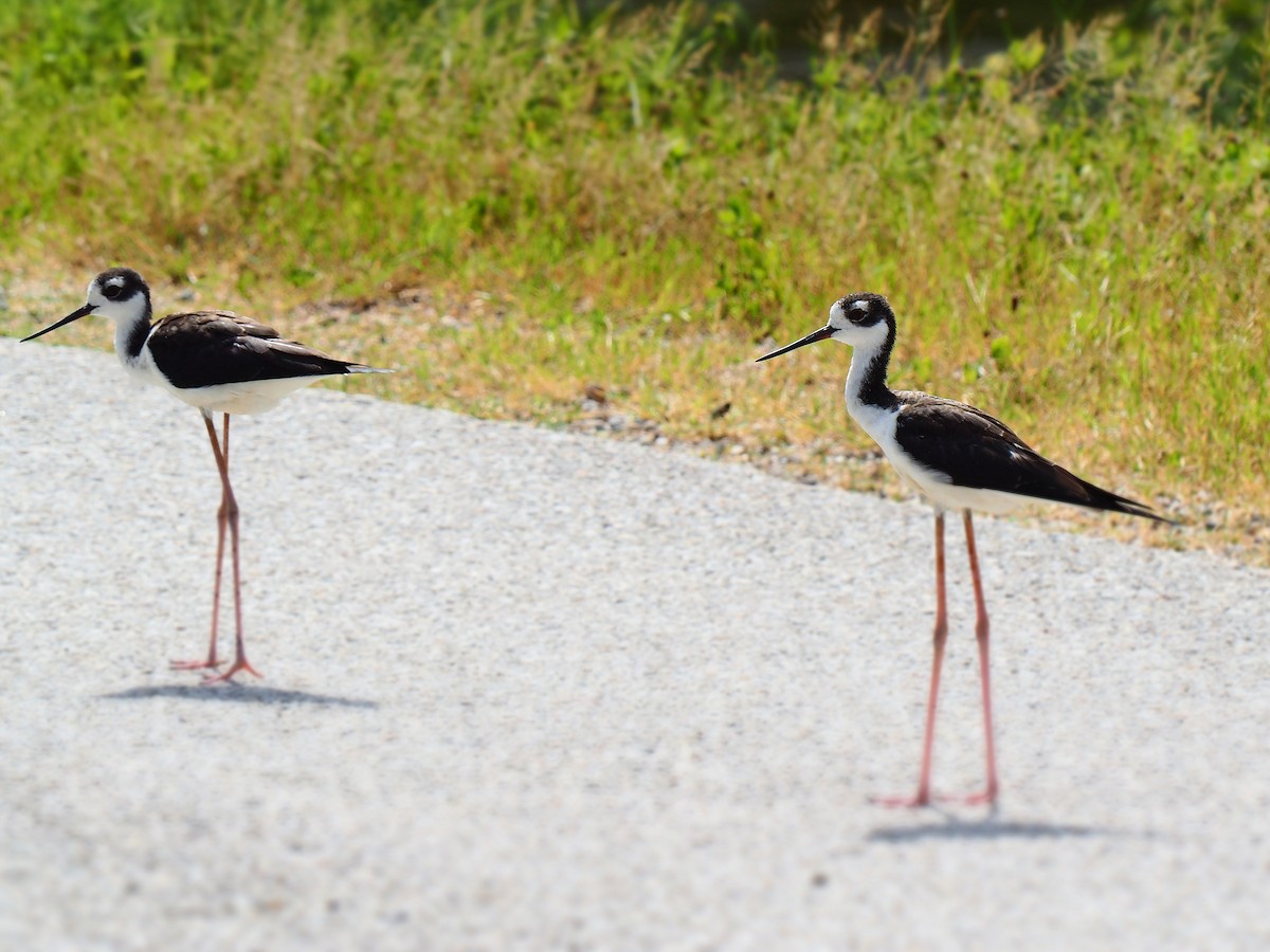 Black-necked Stilt - ML623781352