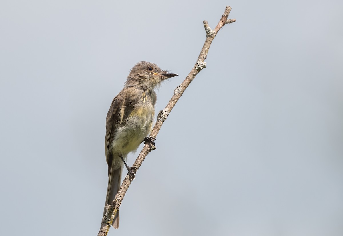 Eastern Phoebe - ML623781380