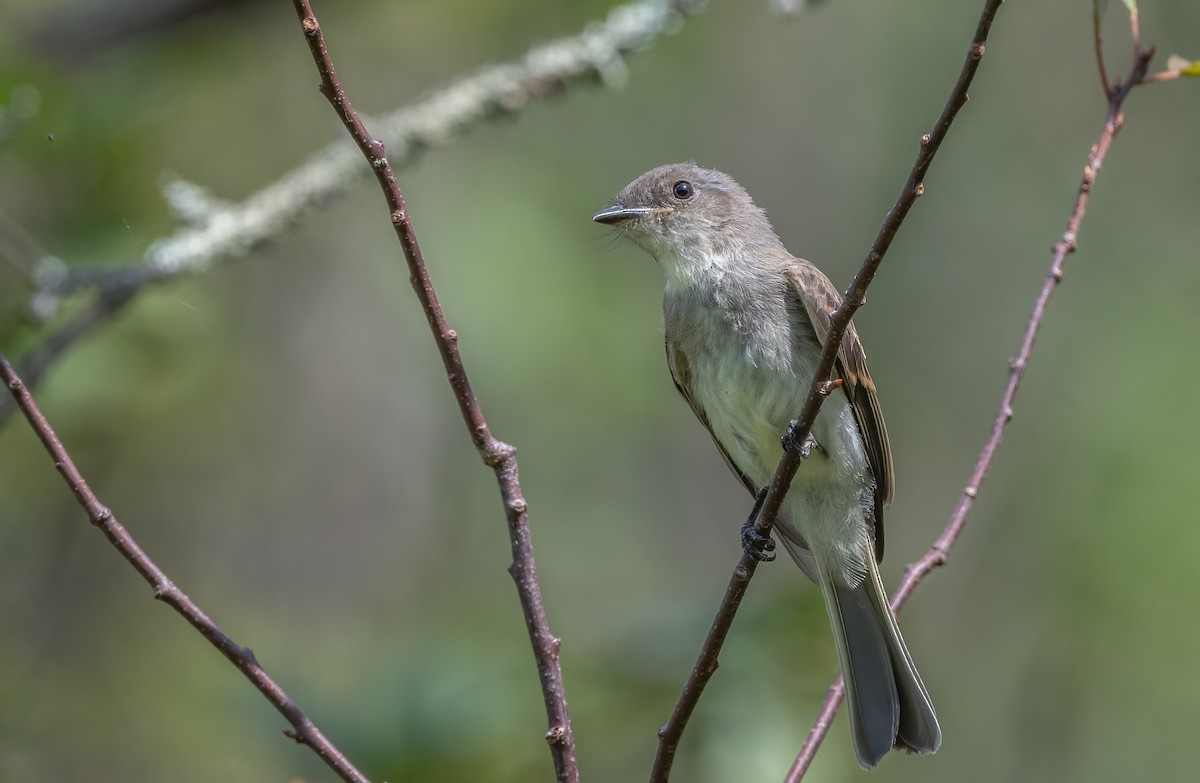 Eastern Phoebe - ML623781381