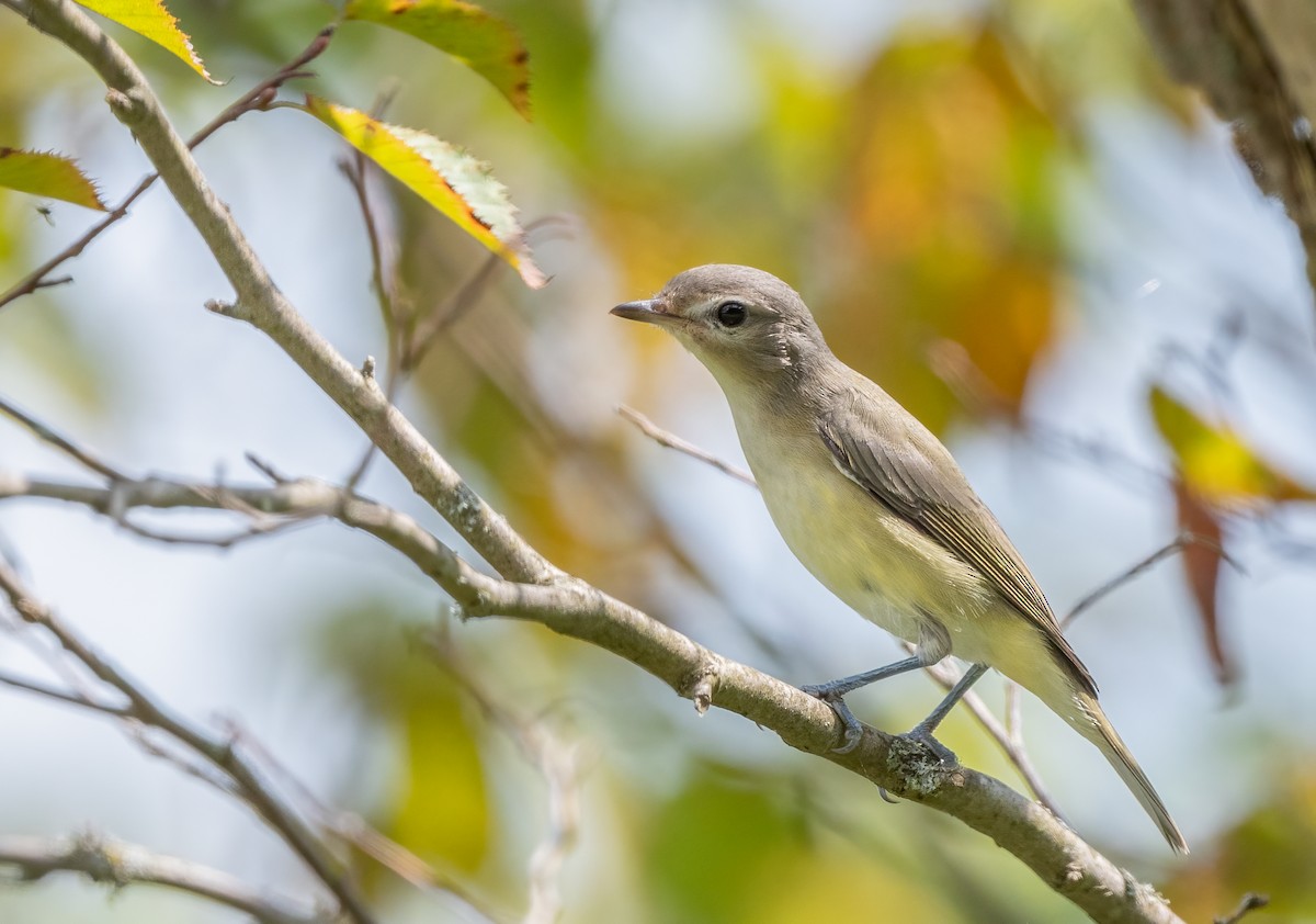 Warbling Vireo - ML623781387