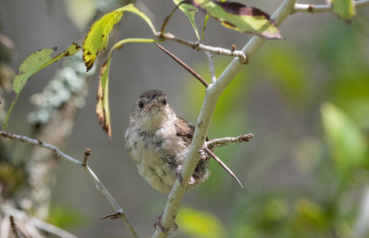 House Wren - ML623781401