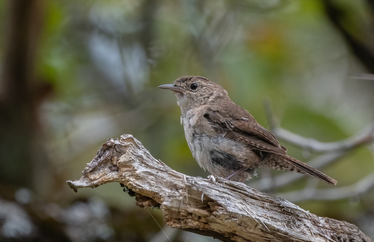 House Wren - Sandy Podulka