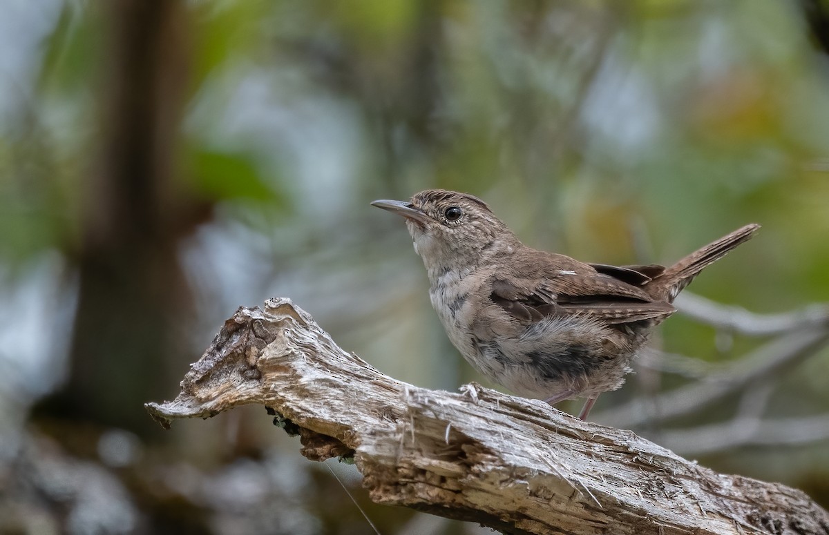 House Wren - ML623781403