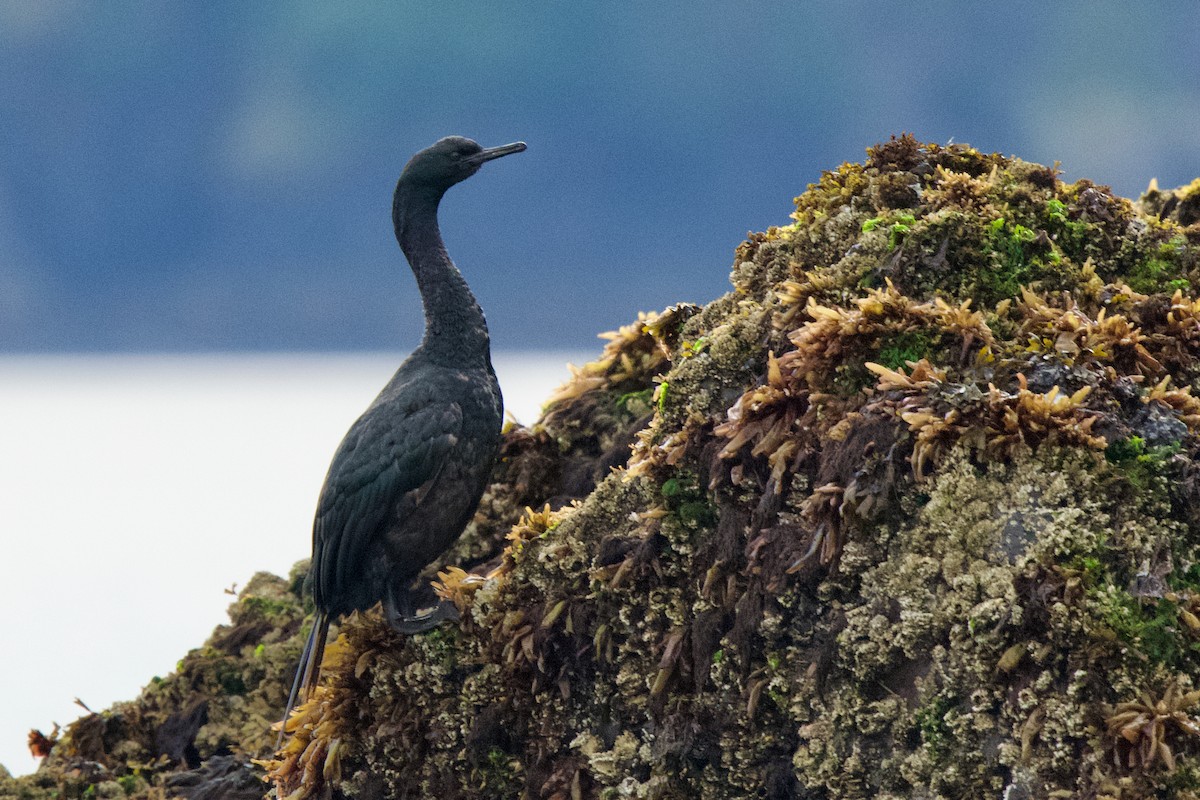 Pelagic Cormorant - ML623781406