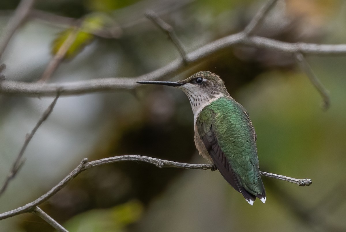 Ruby-throated Hummingbird - ML623781410