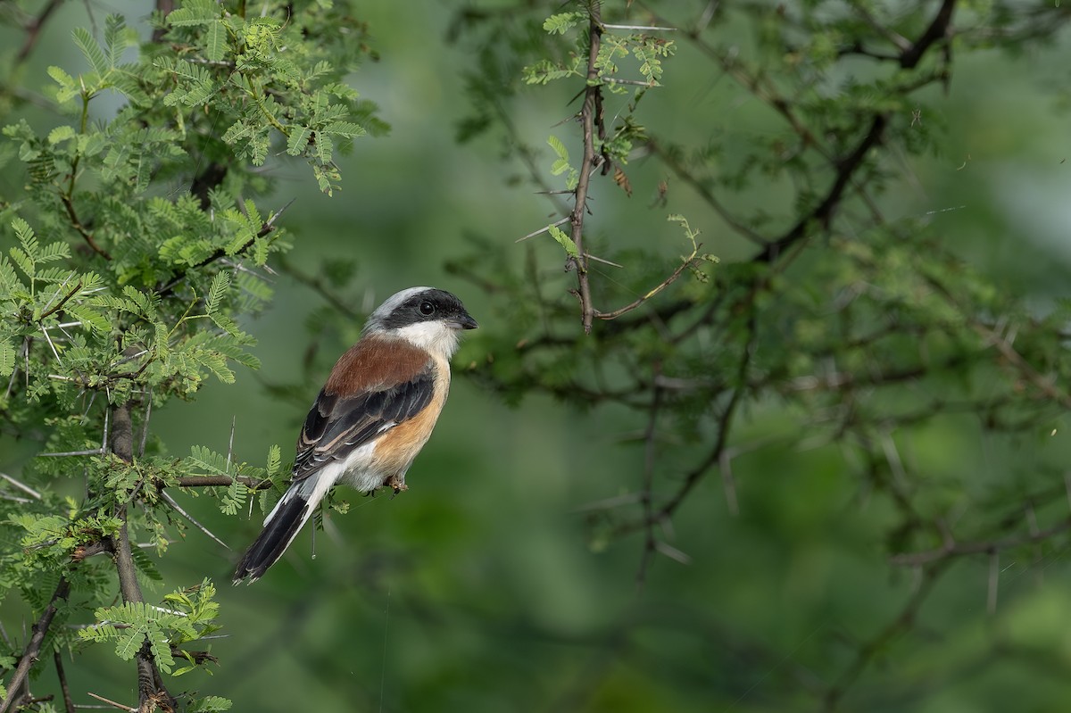 Bay-backed Shrike - Arijit Banerjee