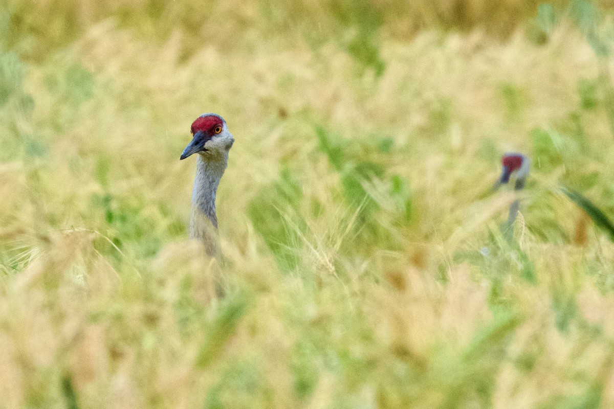 Sandhill Crane - ML623781454