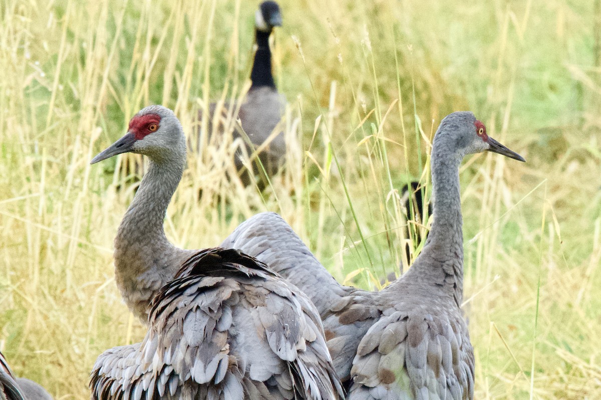 Sandhill Crane - ML623781458