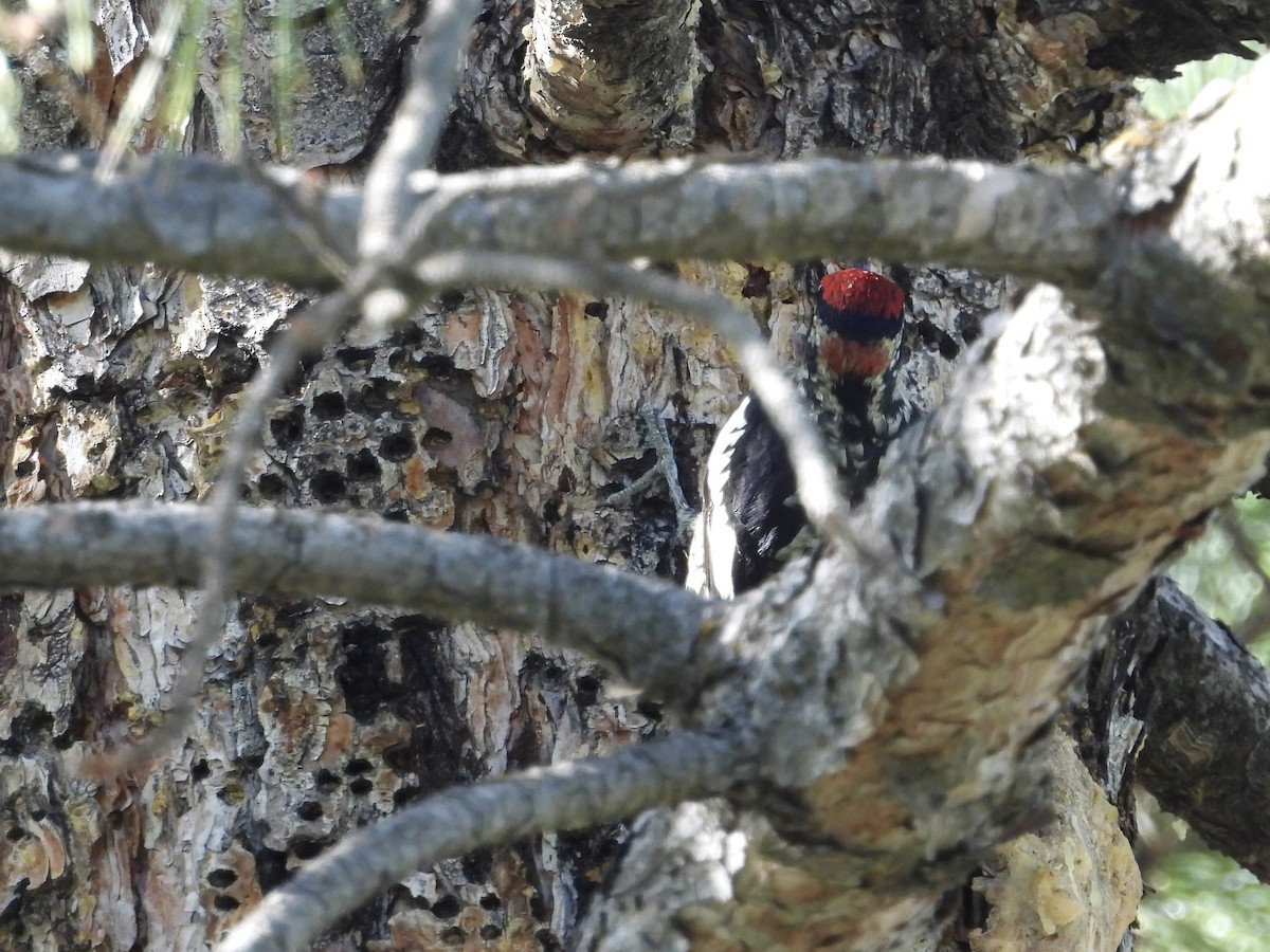 Red-naped Sapsucker - ML623781459