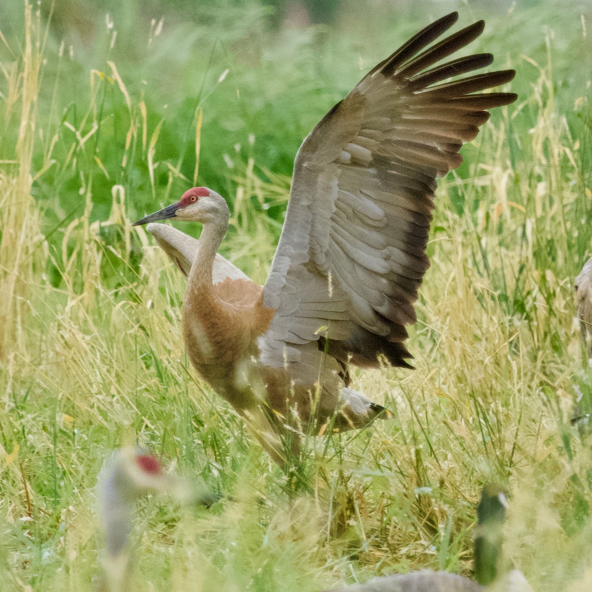 Sandhill Crane - ML623781460