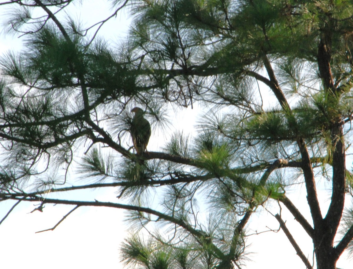 Crested Caracara - ML623781477