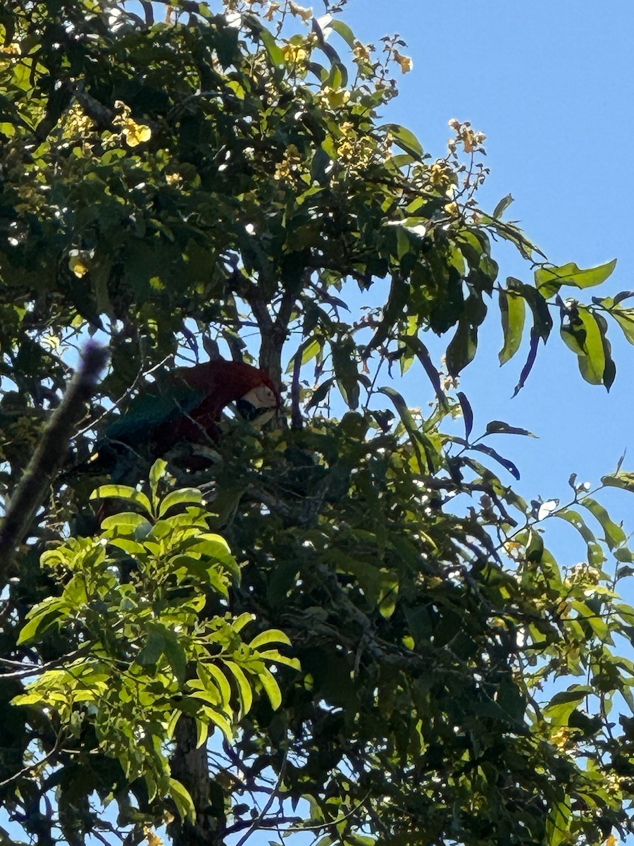 Red-and-green Macaw - ML623781480