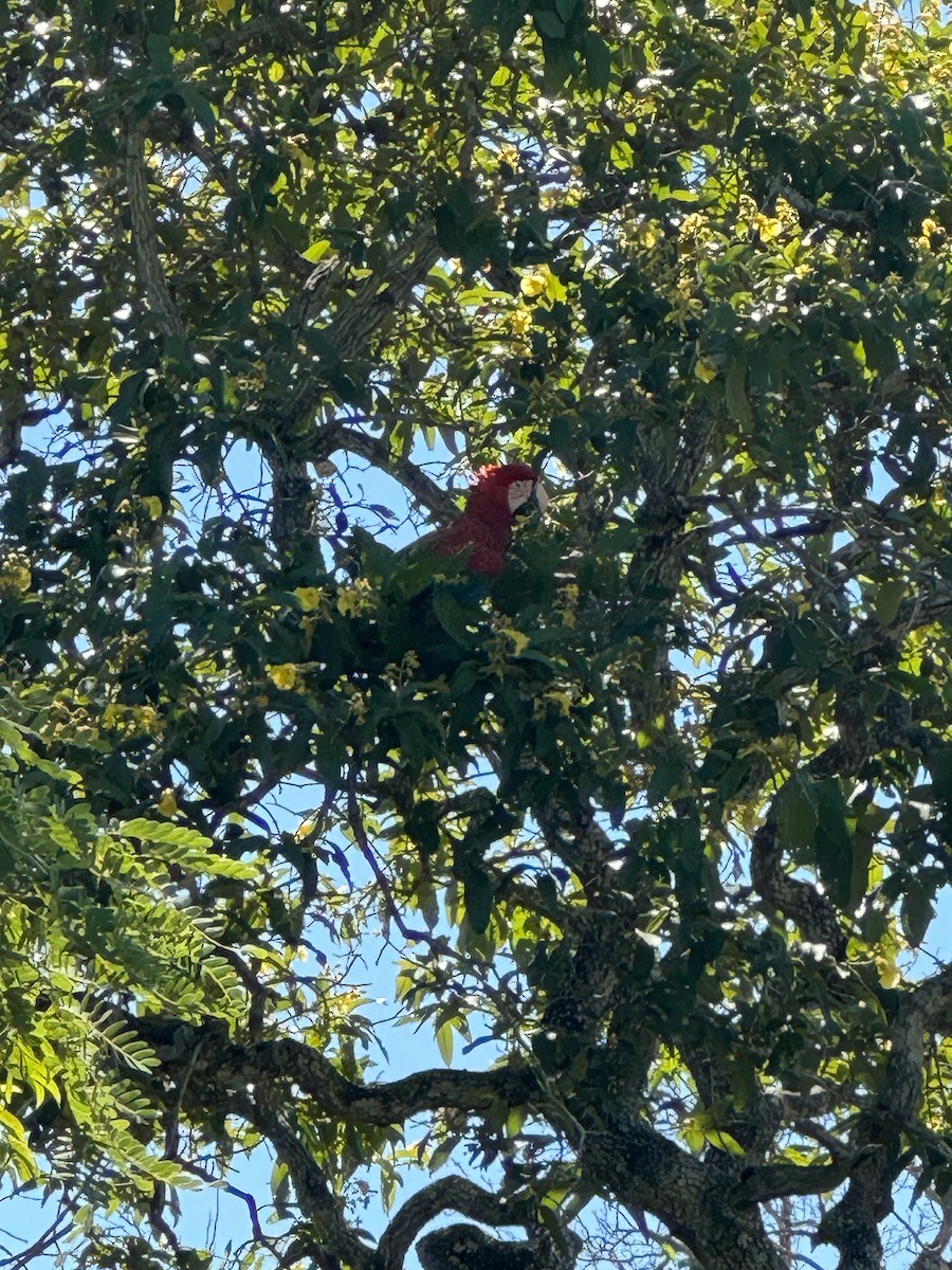 Red-and-green Macaw - ML623781481