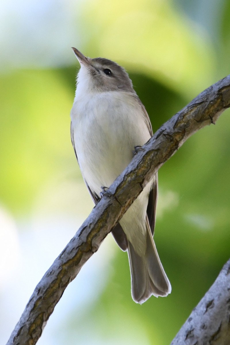 Warbling Vireo (Eastern) - ML623781483