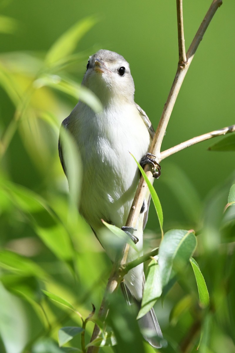 Warbling Vireo (Eastern) - ML623781484