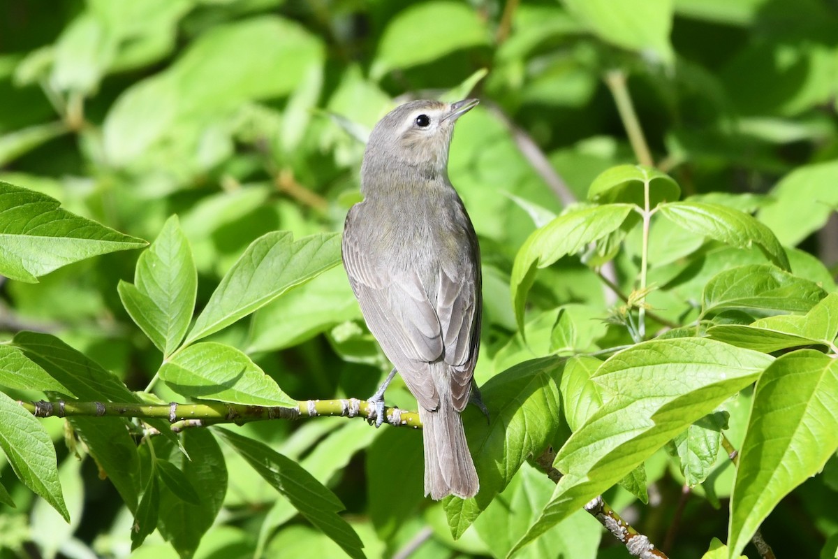 Warbling Vireo (Eastern) - ML623781485