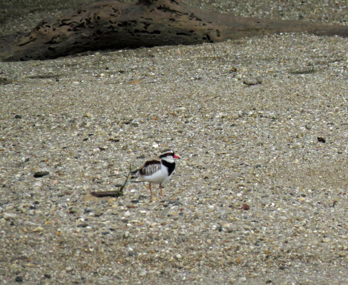 Black-fronted Dotterel - ML623781515