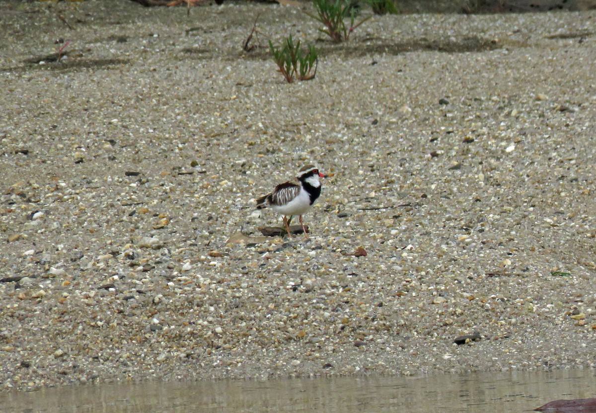 Black-fronted Dotterel - ML623781516