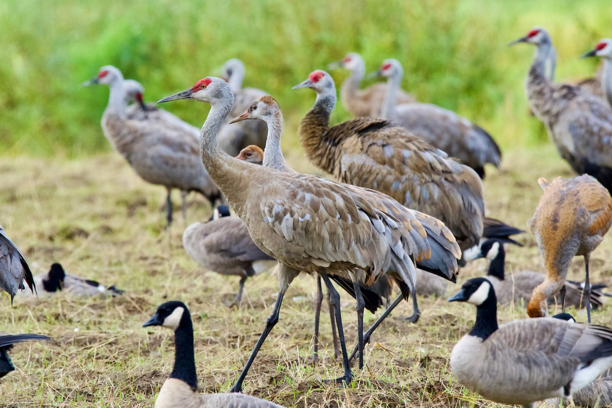 Sandhill Crane - ML623781523