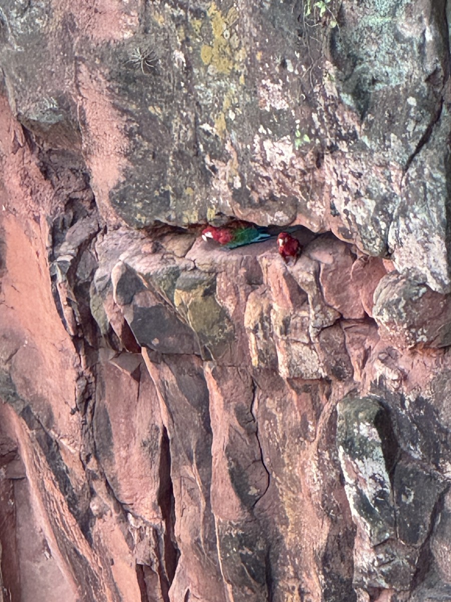 Red-and-green Macaw - ML623781541