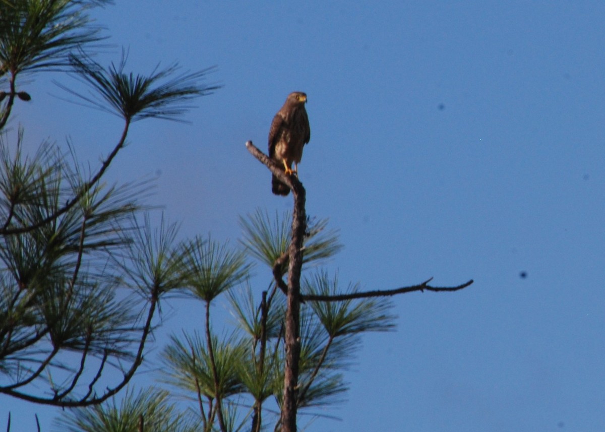 Roadside Hawk - ML623781634