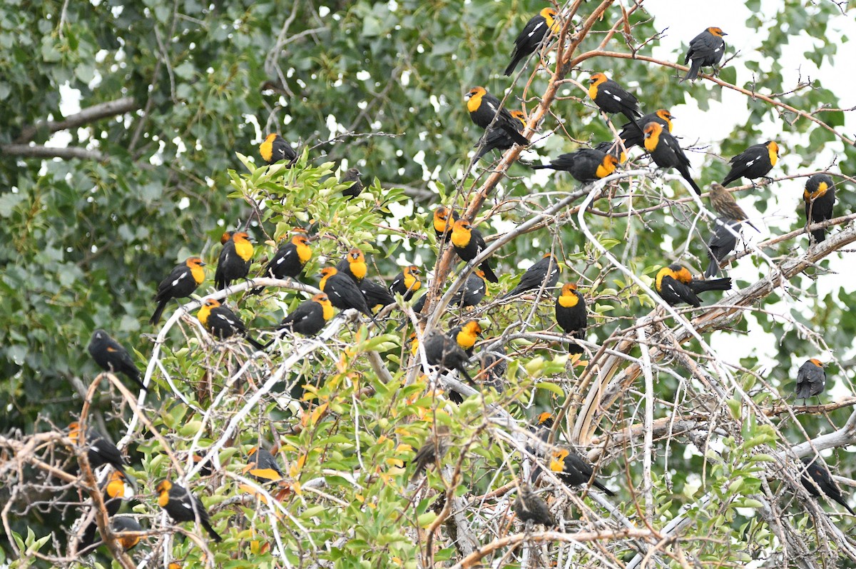 Yellow-headed Blackbird - ML623781650