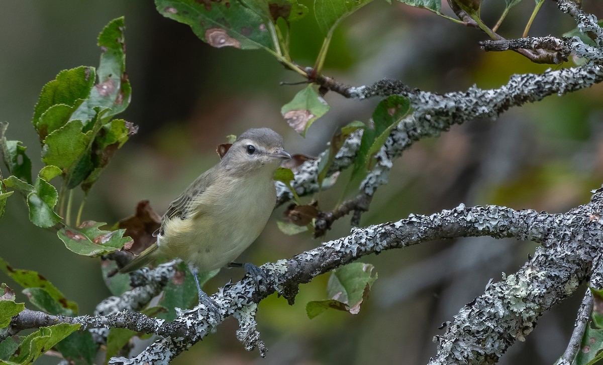 Warbling Vireo - ML623781656