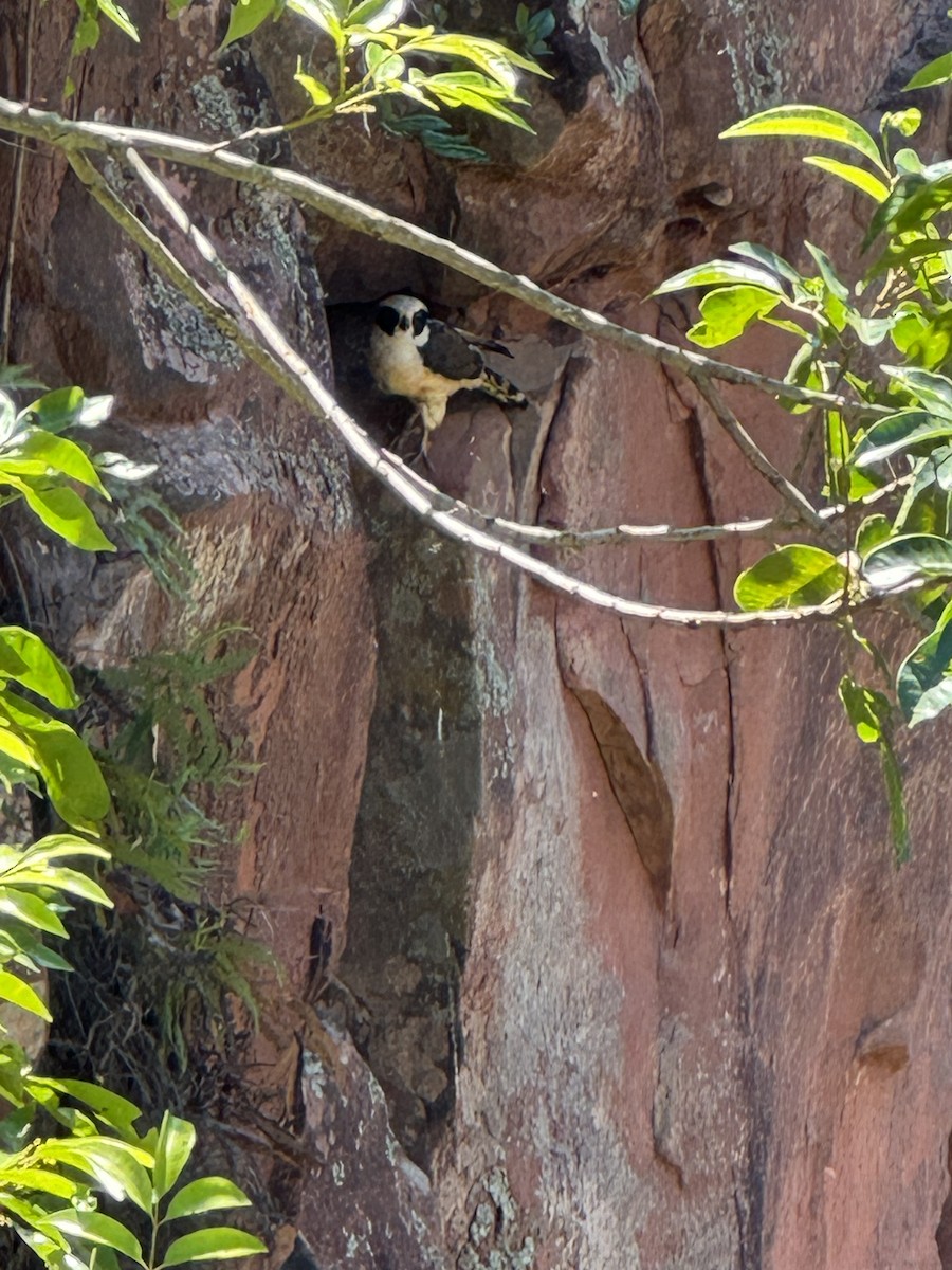 Laughing Falcon - ML623781659