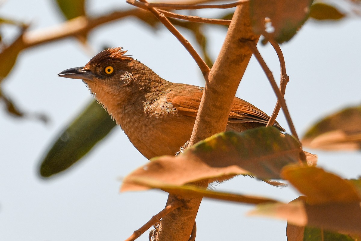 オオアレチカマドドリ - ML623781682