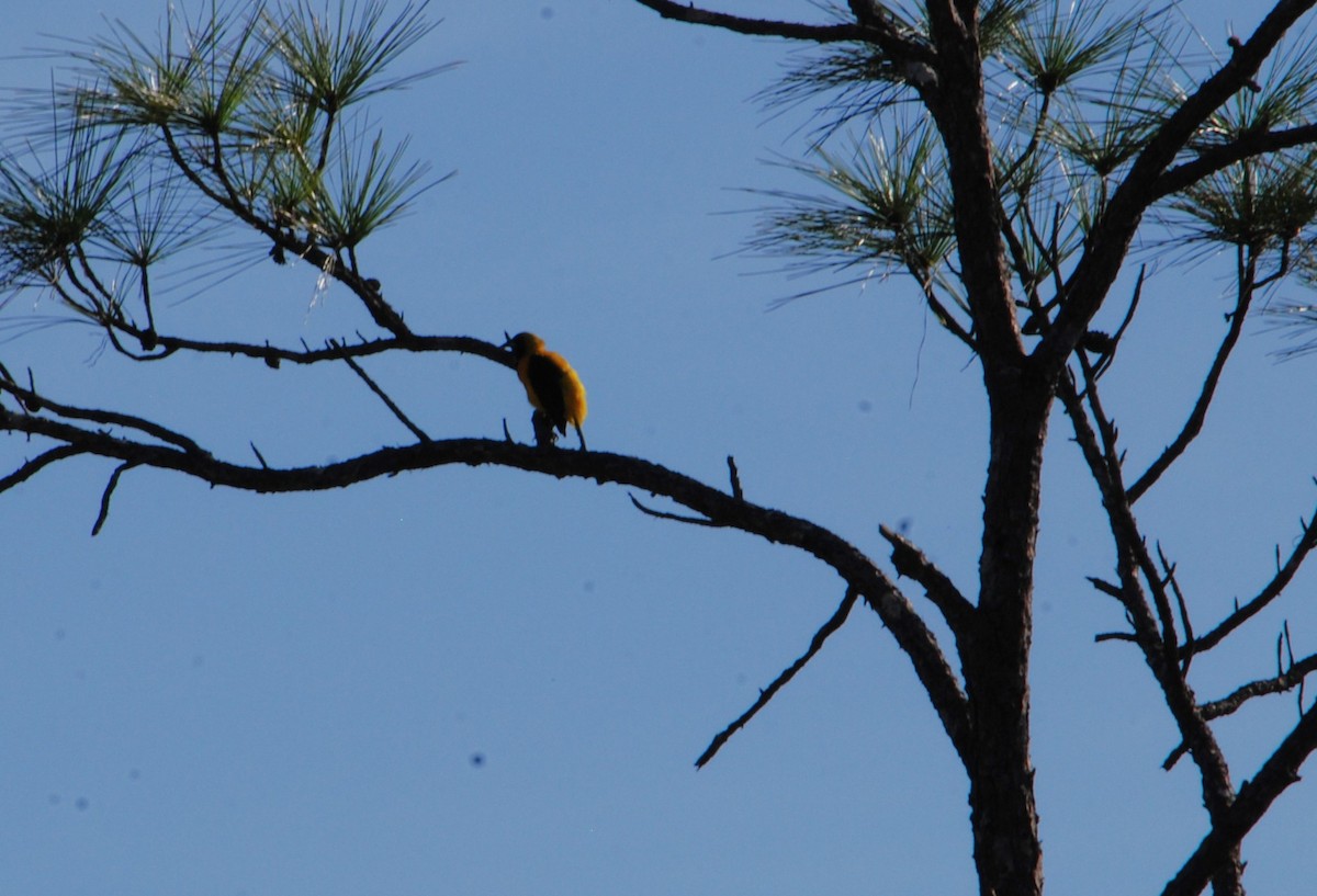 Yellow-backed Oriole - ML623781683