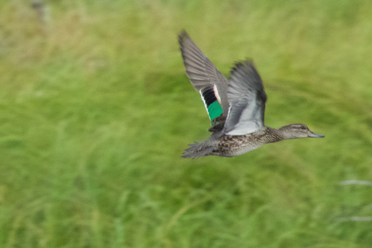 Green-winged Teal - Eric Bischoff