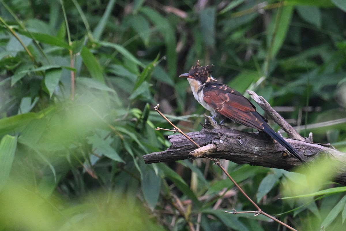 Chestnut-winged Cuckoo - ML623781719