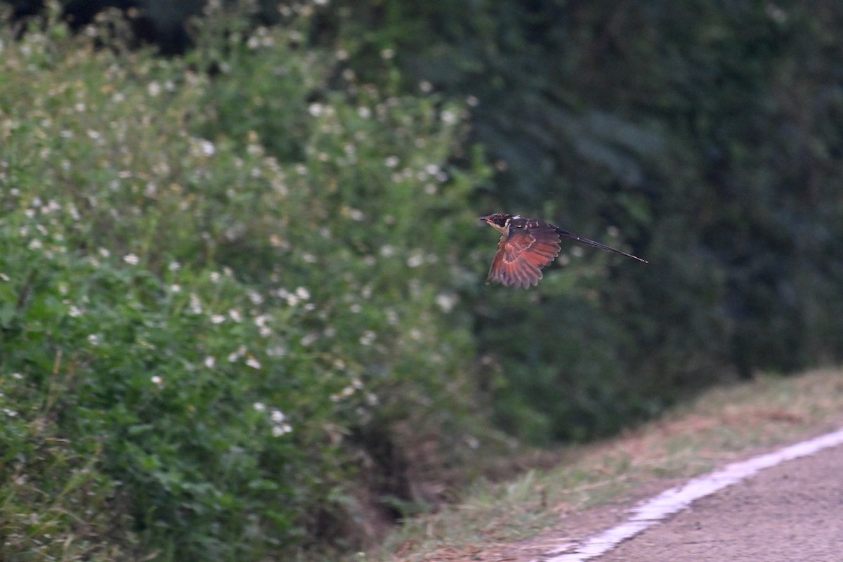 Chestnut-winged Cuckoo - ML623781721