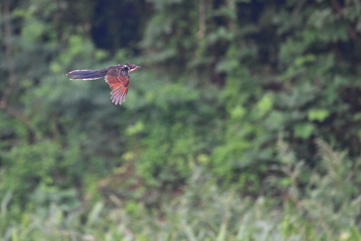 Chestnut-winged Cuckoo - ML623781722