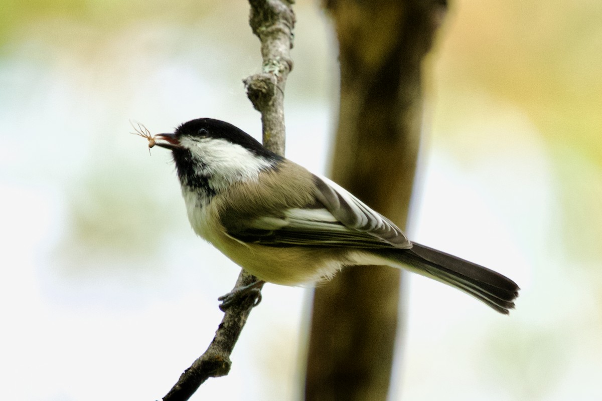 Black-capped Chickadee - ML623781724