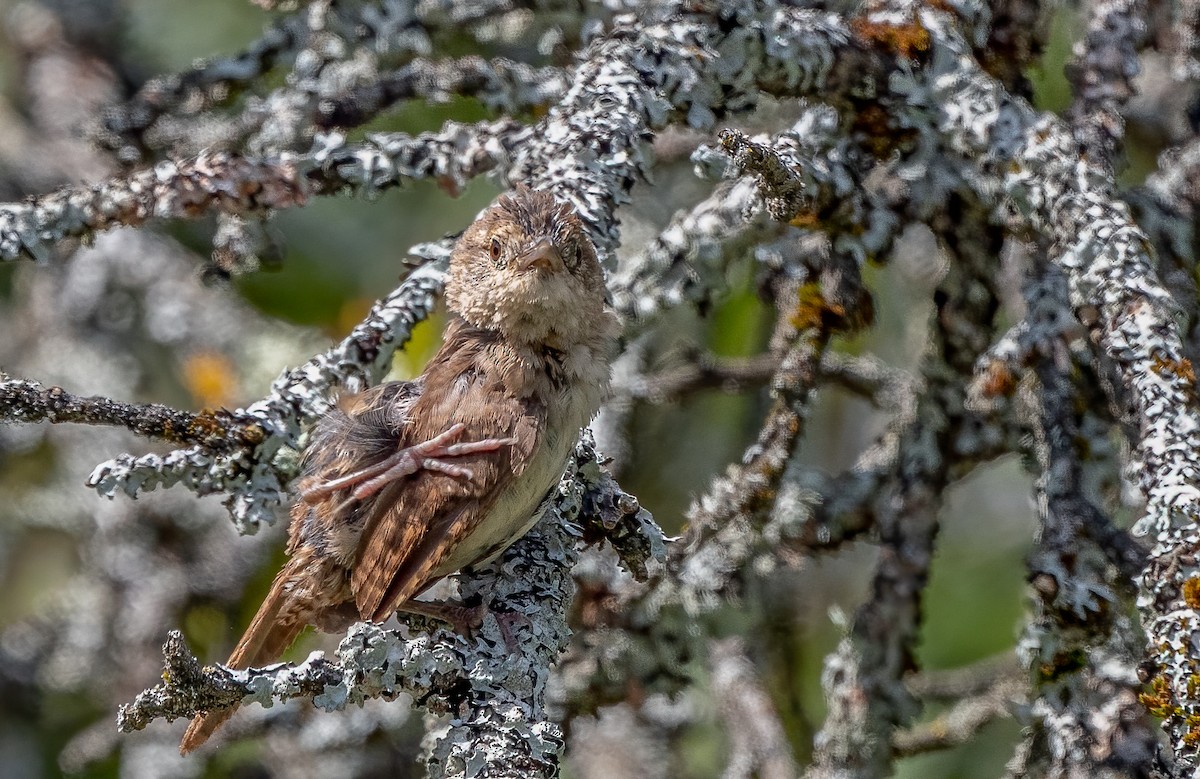 House Wren - ML623781728