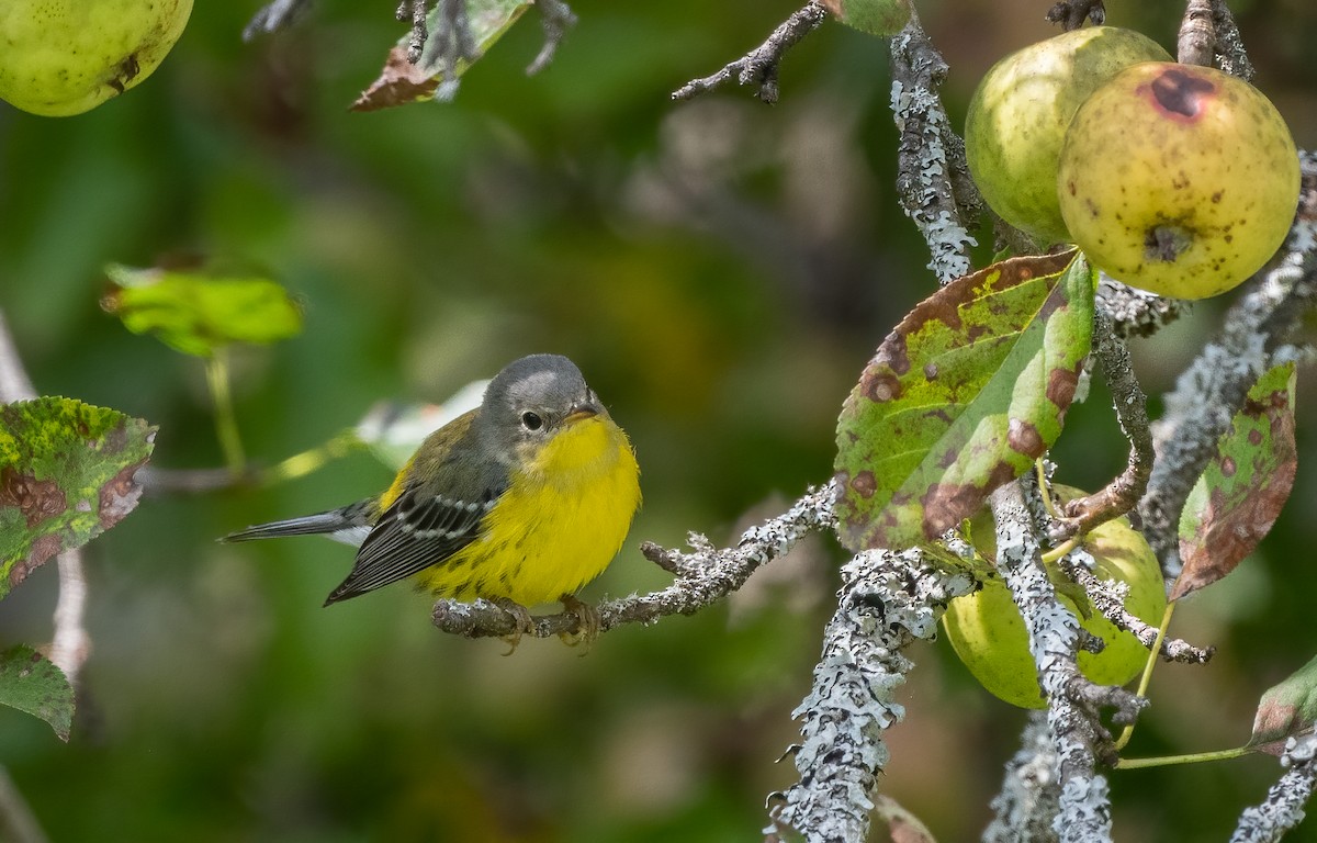 Magnolia Warbler - ML623781751