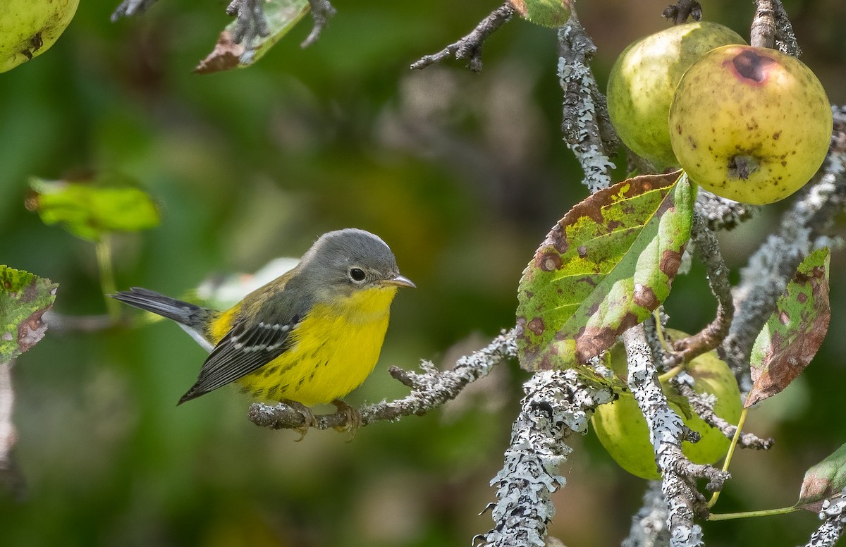 Magnolia Warbler - ML623781752